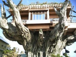 tree-house