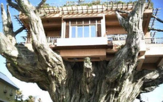 tree-house