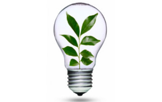 Lightbulb with plant inside