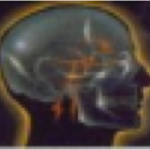 Psychology Brain Scan Image 