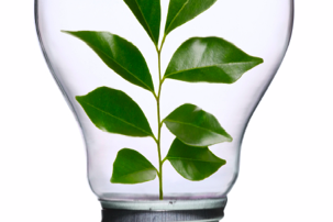 Lightbulb with plant inside