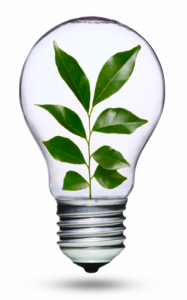 lightbulb with plant in the middle of it