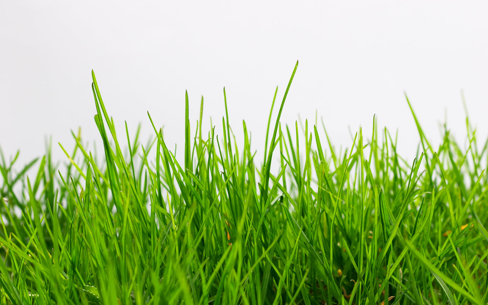 Listing ownership: Whose grass is it anyways? - WAV Group ...