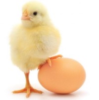 Chick with egg