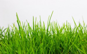 Grass-300x187