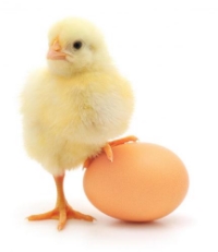 Chick and Egg