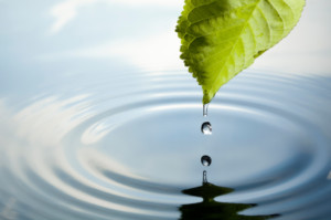 A Leaf Drips A Drop Of Water Onto A Calm Puddle