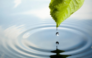 A Leaf Drips A Drop Of Water Onto A Calm Puddle