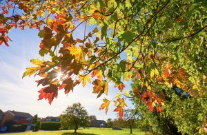 Sunny Fall Day With Tree