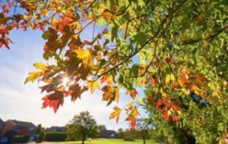 Sunny Fall Day With Tree