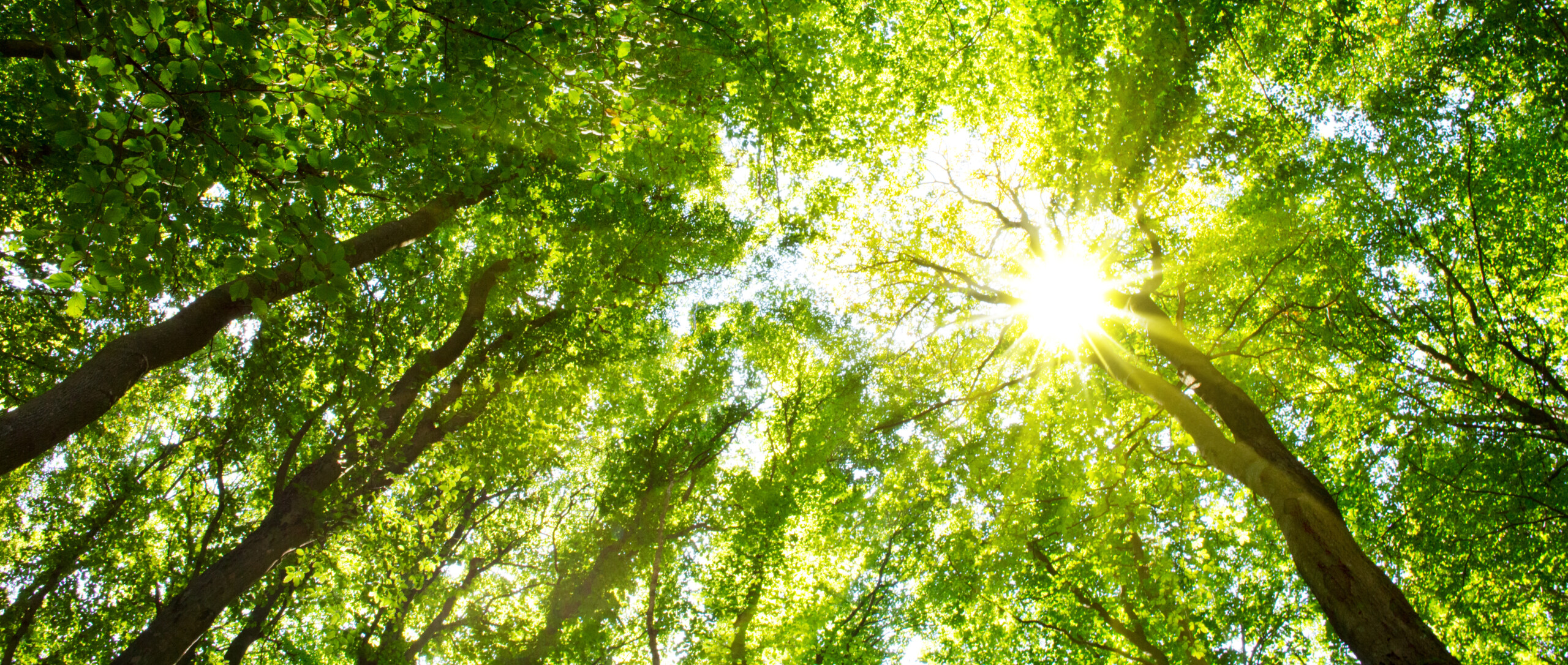 Beautiful morning scene in the forest with sun rays .Germany forest.