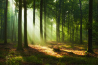 Beautiful morning in the forest