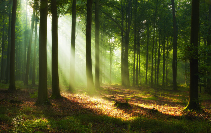 Beautiful morning in the forest