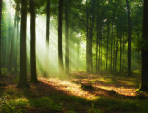 NAR does not see the tree or the forest in the reciprocity statement about Zillow’s display of data on ChatGPT.com